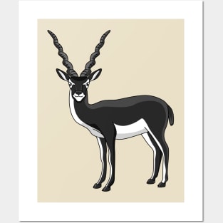 Blackbuck antelope illustration Posters and Art